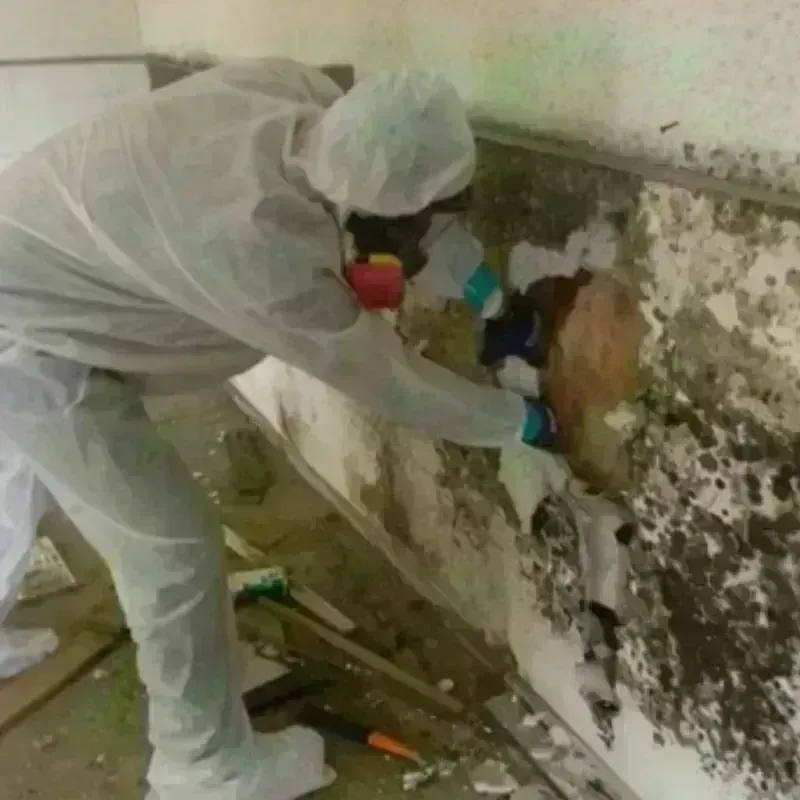 Mold Remediation and Removal in Nassau Bay, TX